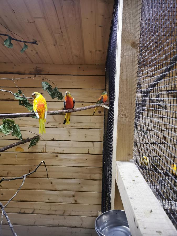 شقة Casa Hibiscus بوتبوس المظهر الخارجي الصورة